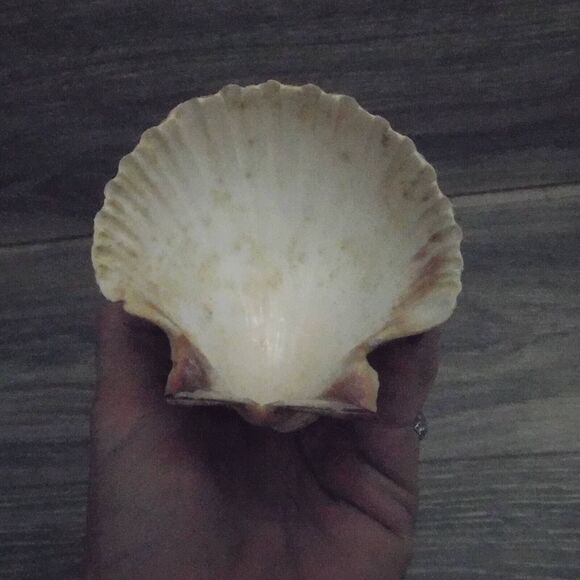 Nautical Coastal Kitchen Decor Seashell Toothpick Holder Basket Wishing Well - Picture 10 of 16